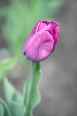 Naklejka premium Close - up of one purple Tulip in a garden bed. Vertical photography
