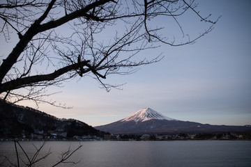 Fuji monutain in late winter with dry branch in the morning
