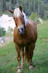 Obraz na płótnie Canvas Haflinger Pferd auf Weide