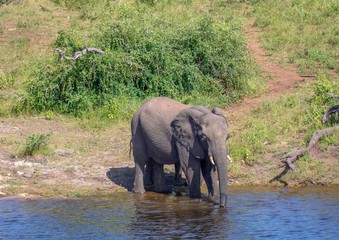Elephant near the water of the chobe river in Botswana