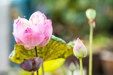 beautiful pink lotus and lotus bud with in bright day