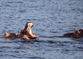 Fototapeta premium Swimming Hippopotamus in the river Chobe in Botswana