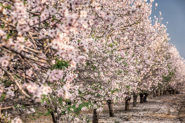 Spring in Jerusalem