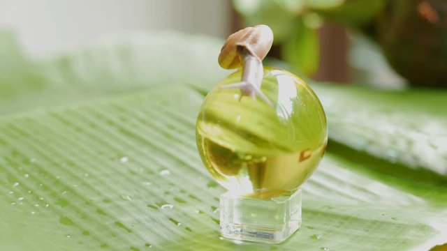 a snail is crawling in circles on a dry coconut, a snail is crawling on a yellow ball, two snails are crawling on a palm tree leaf.