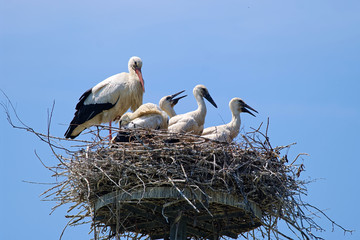 Weißstorch mit Nachwuchs auf dem Horst
