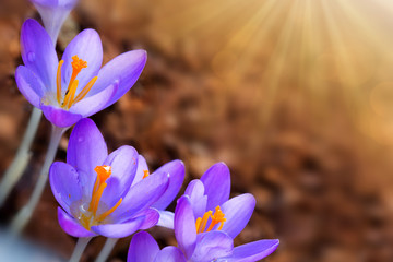 Macro shot of purple crocus in spring garden. Easter background.