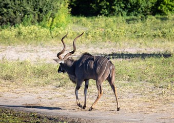 Greater Kudu male at the river Chobe in Botswana