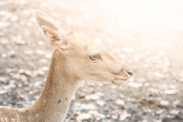 Obraz premium Young fallow deer, dama dama, close-up portrait.