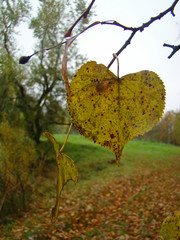 Macro of yellow leaf on the tree in autumn