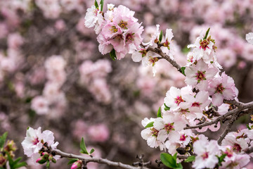 Spring in Jerusalem