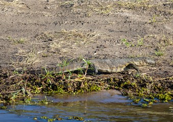 Lizard near the water of the chobe river in Botswana