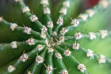 Green prickly cactus. The view from the top
