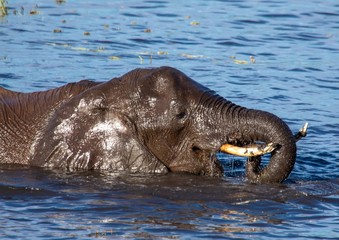 Elephant bathing and playing in the water of the chobe river in Botswana