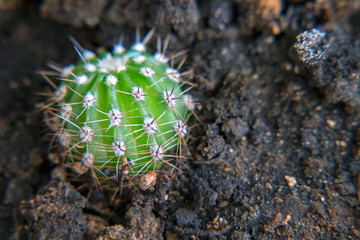 Little green prickly cactus in ground