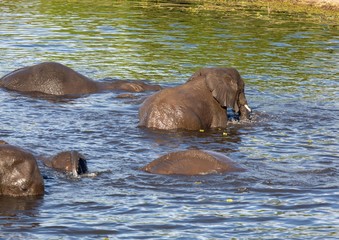 Elephants bathing and playing in the water of the chobe river in Botswana