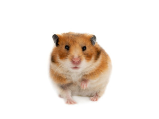 Syrian hamster isolated