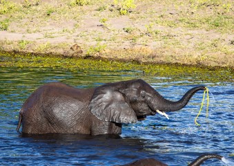 Elephants bathing and playing in the water of the chobe river in Botswana