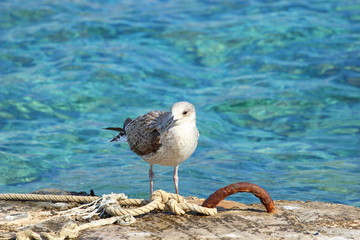 Sea gull on the coast, turquoise sea in background