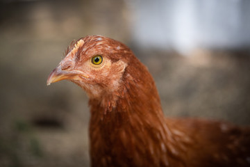 Chicken Closeup