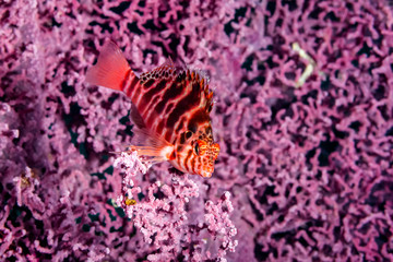 Fototapeta na wymiar Korallenwachter