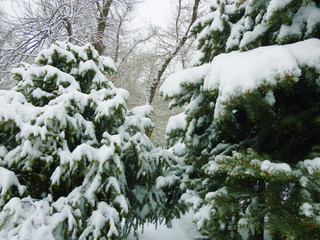 GREEN fir-tree IN WHITE SNOW, IN A large PLAN 