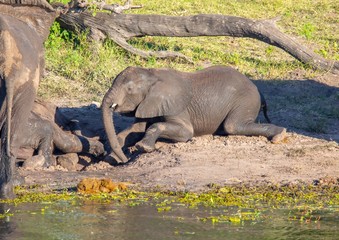 Fototapeta premium Elephants bathing and playing in the water of the chobe river in Botswana