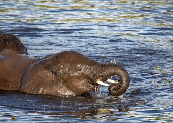 Elephants bathing and playing in the water of the chobe river in Botswana