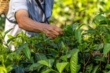 The gardener is picking up young tea leaves in the garden or farm in the morning of harvest day. 
