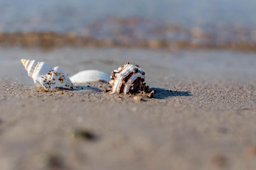Sea Shell by the beach