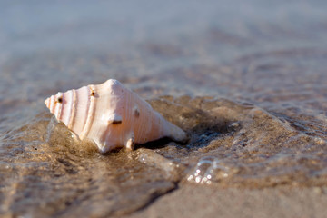 Sea Shell by the beach