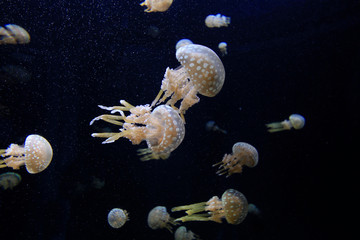 Wurzelmundquallen (Rhizostomeae) im Meer