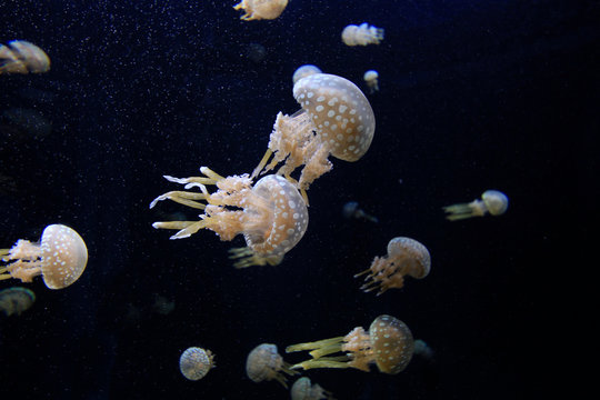 Wurzelmundquallen (Rhizostomeae) im Meer