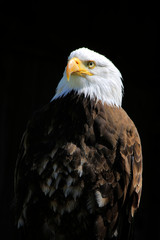 Weißkopfseeadler (Haliaeetus leucocephalus)