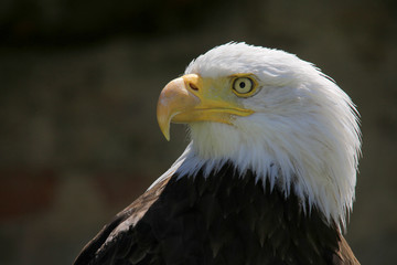 Weißkopfseeadler (Haliaeetus leucocephalus)
