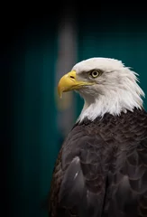 Foto op Plexiglas portrait of an american bald eagle © Joe