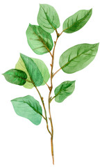 Watercolor green bunch of salal. Hand drawn isolated illustration on white background