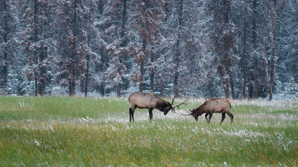 Fototapeta premium Elk Fight