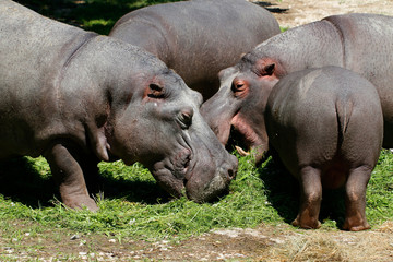  Flusspferd (Hippopotamus amphibius) Gruppe frisst Gras
