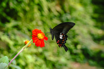 Butterfly on a flower, Close-up butterfly on the flower Blur green background, Black butterfly perched on a flower orange to suck the nectar of flowers.