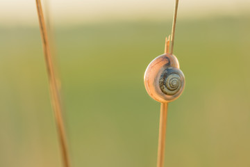 snail on a straw backlit © D. Jakli