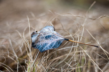 fallen leaf from a tree on dry grass leaf blackened by night frosts