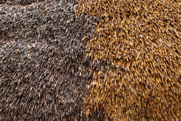 An extreme close up of a thatched roof, detail of the new and old straw, ideal for a background