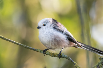long-tailed tit on a branch with beautiful background