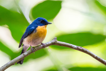 tickells's blue flycatcher on a branch in the jungle