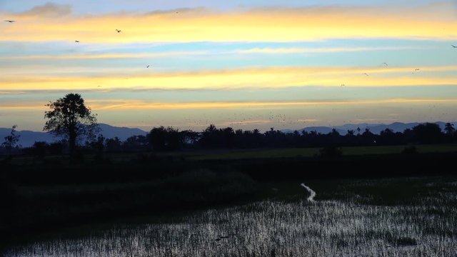 A huge flock of Asian Openbills search for a thermal at dusk. Class: Aves, Order: Ciconiiformes, Family: Ciconiidae, Genus: Anastomus, Species: A. oscitans