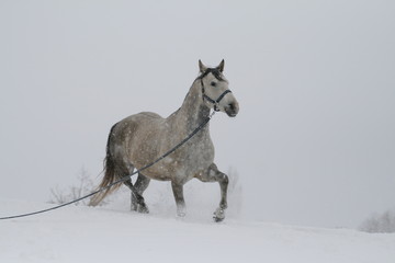 Fototapeta na wymiar arab horse on a snow slope (hill) in winter. The horse runs on a cord at a trot in the winter on a snowy slope. The stallion is a cross between an Arabian and a trakenen breed. Gray
