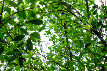 Background of nature