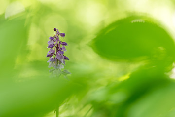 pink orchid in the forest in spring