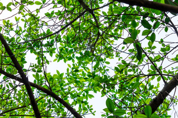 Background of nature