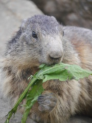Repas de jolie marmote en gros plan